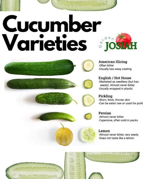 Read full blog-https://gardenjosiah.com/best-cucumber-varieties-top-picks-for-your-garden/ Cucumber Varieties, Eating Raw, Top Pick, Garden Planning, Pickles, Cucumber, How To Plan, Reading, Skin