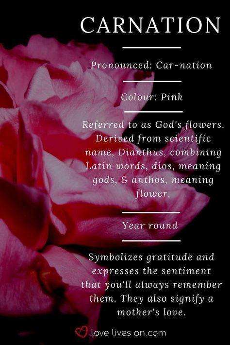 Carnations Meaning, Carnation Flower Meaning, Meaning Flowers, Flowers Meanings, Colour Meanings, Flower Colour, Flower Meanings, Pink Carnations, Flowers Arrangements