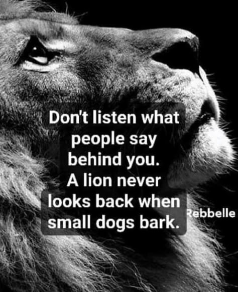 Lioness Quotes, Leo Quotes, Lion Quotes, Inspirational Quotes Pictures, Warrior Quotes, Badass Quotes, Leo Zodiac, Queen Quotes, A Lion