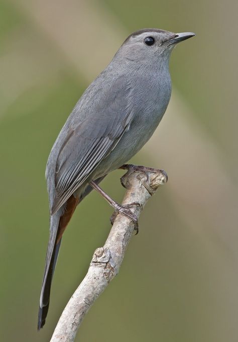 Grey Catbird, Gray Catbird, Cat Meowing, Read People, American Birds, Hosting Website, Bird Identification, Key Biscayne, Animal Symbolism