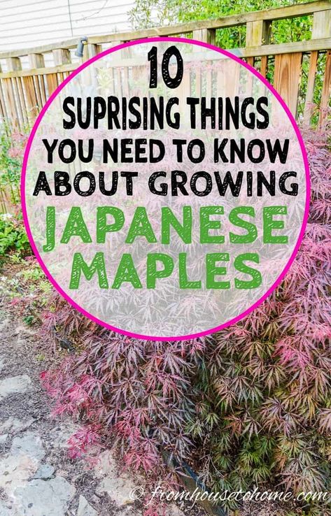 These tips on Japanese maple tree care are awesome! I'm upgrading the landscape in my front yard and learned what I needed to know about how to grow Japanese Maples. #fromhousetohome #japanesemaples #shadegarden #tree #gardeningtips #gardenideas #backyardtrees #japanesegarden #shadelovingshrubs #perennialshadeplants Acer Trees Garden, Japanese Maple And Hydrangea, Asian Inspired Landscaping Front Yards, Japanese Trees Landscape, Types Of Japanese Maple Trees, Japanese Maple Tree Care, Allotment Planning, Japanese Maple Tree Landscape, Maple Tree Landscape