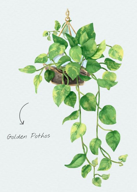 Pathos Plant Drawing, Leaf Aesthetic Drawing, Golden Pothos Tattoo, Pothos Plant Drawing, Pothos Watercolor, Watercolor Pothos, Vine Tattoo Drawing, Pothos Illustration, Pothos Painting