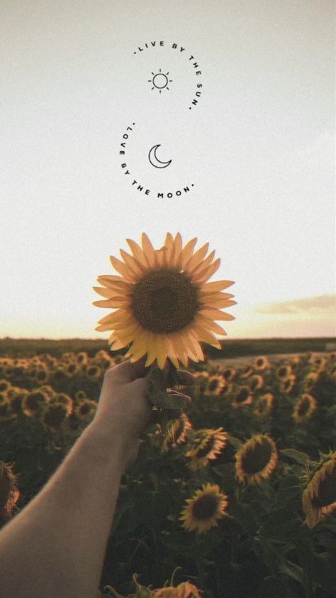 Sunflower Moon, Sunflower Images, Dandelion Tattoo, Image Stickers, Sunflower Wallpaper, Sunflower Field, Landscape Wallpaper, Sun Moon, New Tattoos