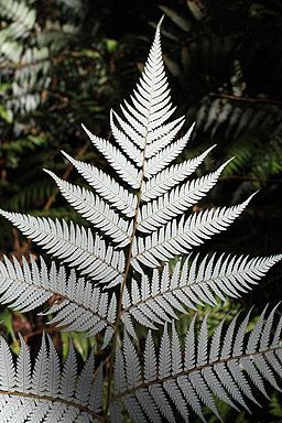 Underside of Silver Fern ponga. This unique New Zealand fern became an icon on NZ butter, cheese, tobacco and the railcar on the Main Trunk Line between Auckland and Wellington. NZ was once known as Fernland. Fern Care Indoor, New Zealand Plants, New Zealand Flowers, Fern Photo, New Zealand Flora, Nz Flowers, Fern Centerpiece, New Zealand Fern, Fern Bouquet