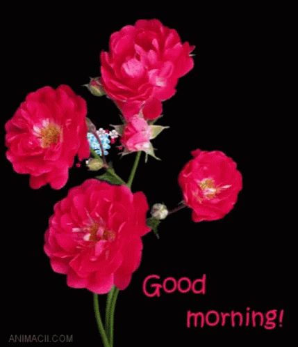 Good Morning Rose GIF - GoodMorning Rose Flower - Discover & Share GIFs Good Morning Rose Gif, Good Morning Rose, Thank You Wallpaper, Good Morning Gif Images, Rose Gif, Beautiful Morning Quotes, Morning Rose, Happy Birthday Wishes Photos, Good Morning Images Hd