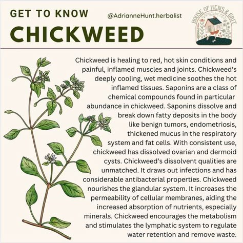 Adrianne @ Hens and Grit on Instagram: "Have you seen Chickweed growing near you? It is more abundant than you might think, and if you can find it, then gather all you can. It is delicious in salads, stir frys, and sandwiches. I use chickweed like you would spinach or sprouts. . Chickweed is loaded with nutrition, high in chlorophyll and minerals - especially calcium, magnesium, manganese, zinc, iron, phosphorus, and potassium, vitamins C, A (from carotenes), and B factors such as folic acid, ri Chickweed Benefits, Medicinal Wild Plants, Potassium Vitamins, Wild Food Foraging, Medicinal Herbs Garden, Magia Das Ervas, Medical Herbs, Essential Oils Herbs, Natural Healing Remedies