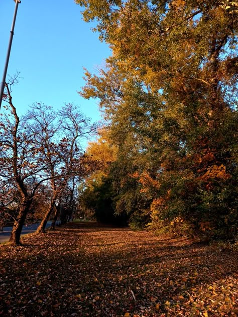 Fall In Texas, Texas Aesthetic, Leaves On The Ground, Fall Mood Board, Autumn Scenes, Autumn Scenery, Season Of The Witch, Fall Feels, Autumn Vibes