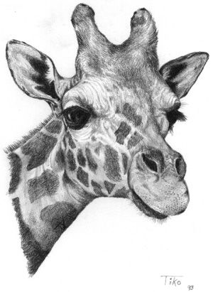 Giraffe Drawing, Pencil Drawings Of Animals, Realistic Pencil Drawings, Giraffe Art, Pencil Drawings Easy, A Giraffe, Animal Sketches, Color Pencil Drawing, African Animals