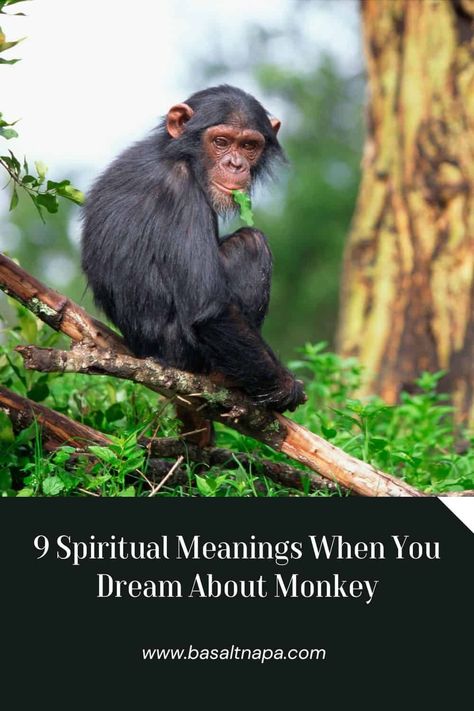 9 Spiritual Meanings When You Dream About Monkey Sign Meaning, Wish You Well, Dream Meanings, Pet Monkey, Baboon, Spiritual Meaning, You Dream, Nature Images, You Are Perfect