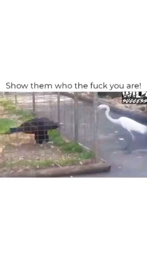 1,389 Likes, 11 Comments - Chhul Panti (@chhul_panti) on Instagram: “Baap Baap hota hai 🔥🔥” Funny Animal Jokes, Cute Wild Animals, Funny Vid, Animal Jokes, Cute Birds, Cool Pets, Comedy Funny Videos, Really Funny Memes, Cute Little Animals