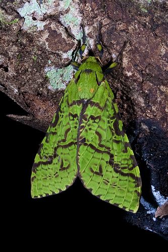 Nz Native Insects, Lily Moth, Puriri Moth, Cool Insects, Bug Tattoo, Insect Photography, Moth Art, Cool Bugs, Bird Gif