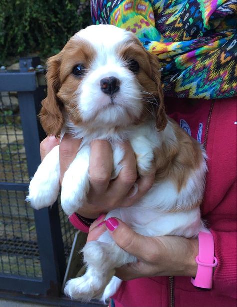 Crocker Spaniel, King Spaniel, Cavalier Dog, Italy Love, King Charles Puppy, Cavalier King Charles Dog, Cavalier Puppy, Puppy Finder, King Charles Dog