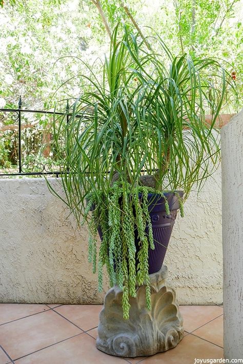 I love my 3-headed Ponytail Palm for the whimsy & wackiness it adds to my patio. Oh my, it's grown like crazy! Here's how to transplant a large Ponytail Palm along with the materials you needed. There's also a video to guide you. Ponytail Plant, Ponytail Palm Care, Large Ponytail, Potting Plants, Succulent Landscape, Ponytail Palm, Plant Vessels, Outdoor Pottery, Interesting Plants