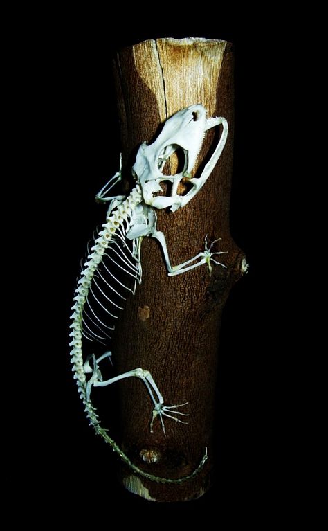 Fictional Disease Art, Animal Skeletons, Vulture Culture, Real Bones, Anatomy For Artists, Skull Drawing, Mini Canvas Art, Skull And Bones, Gecko