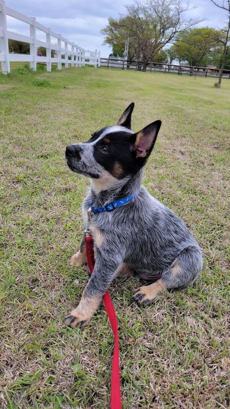 Blue Healers Dog, American Cattle Dog, Red Heeler Dog, Pfp Dog, Dog Easter Basket, Blue Heeler Puppy, Australian Cattle Dog Puppy, Cattle Dog Puppy, Aussie Cattle Dog