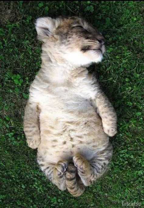 Sleeping baby lion - Imgur Sleeping Animals, Baby Lion, Sweet Animals, Cute Creatures, Animal Love, 귀여운 동물, Love Animals, Animals Friends, Cuteness Overload