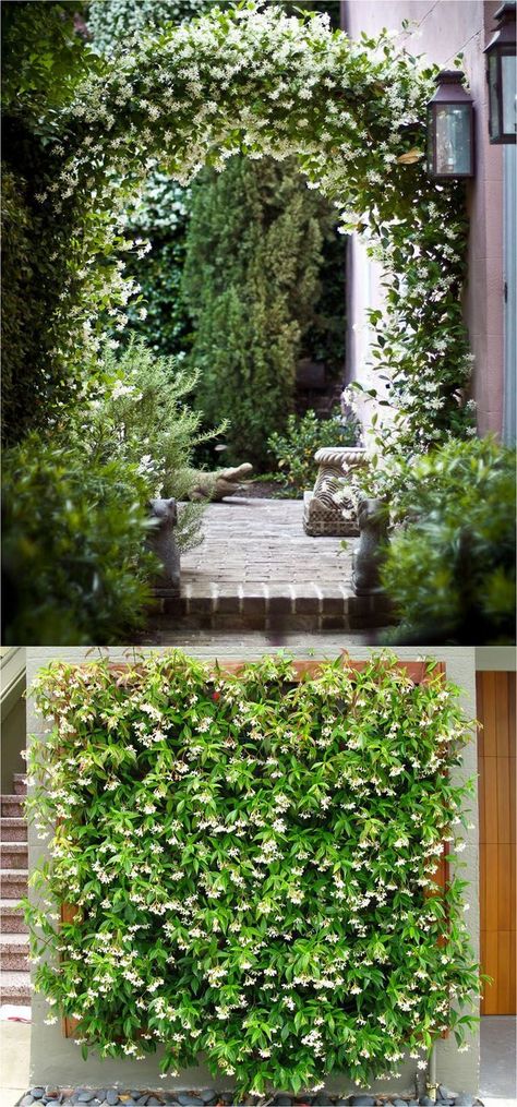 20+ favorite easy-to-grow fragrant flowering vines for year-round beauty. Plant them for an arbor, pergola or fence to create gorgeous outdoor rooms! - A Piece Of Rainbow Vine Fence, Fast Growing Flowers, Climbing Flowers, Pergola Swing, Garden Vines, Meteor Garden 2018, Backyard Pergola, Climbing Vines, Diy Pergola