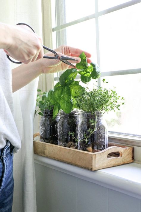 Herb Mason Jar Planters, Mason Jar Plants Diy, Herbs In Mason Jars, Medicinal Teas, Jar Herb Garden, Hydroponic Herb Garden, Easy Mason Jar Crafts, Mason Jar Herbs, Mason Jar Herb Garden