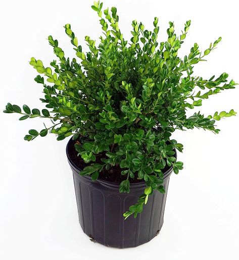 Amazon.com: Buxus micro. 'Winter Gem' (Boxwood) Evergreen, shiny green foliage, #2 - Size Container : Everything Else Gem Boxwood, Winter Gem Boxwood, Wintergreen Boxwood, Box Wood Shrub, Home Garden Plants, Ornamental Trees, Low Maintenance Plants, Bulb Flowers, Green Foliage