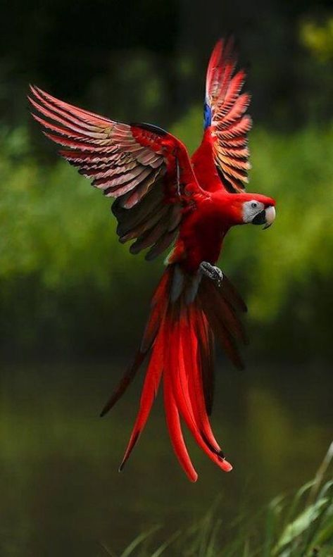 Scarlet Macaw (Ara macao) Parrot Tattoo, Parrot Flying, Parrots Art, Macaw Parrot, Bird Wings, Foto Art, Bird Pictures, Tropical Birds, Exotic Birds