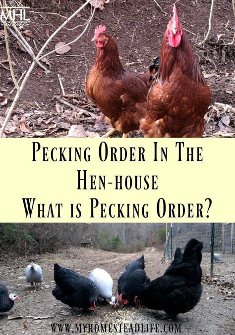 Simple Animals, Chicken Pecking, Chicken Flock, Chicken Poop, Pecking Order, Tidy House, Homestead Life, Chicken Keeping, Livestock Farming