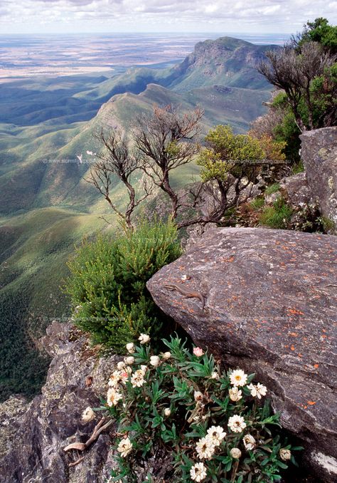 © Copyright Alex Bond www.alexbond.com.au Skink Bluff Knoll Everlastings, skink, mountain kunzea, Bluff Knoll, Stirling Range National Park Western Australia Taken 29-Apr-14 Bluff Knoll, Stirling Ranges Western Australia, Bluff Knoll Western Australia, Stirling, Western Australia, National Park, National Parks, Australia, Range