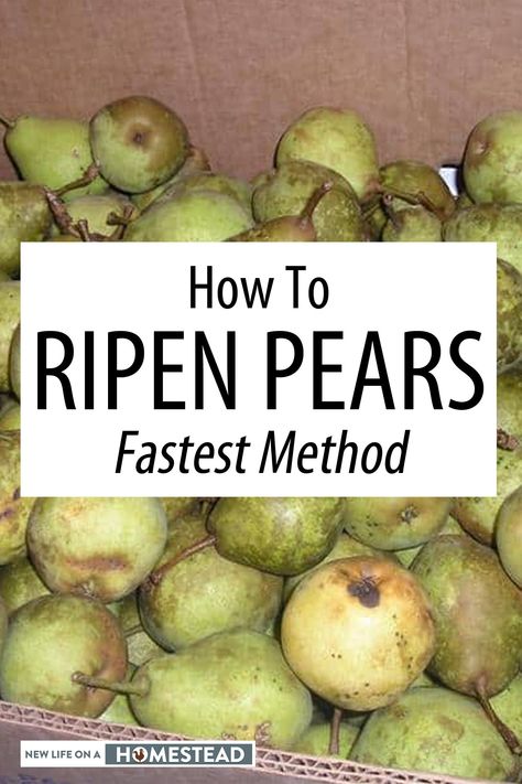 Pear Recipes For Canning, How To Ripen Pears, Pear Recipes Easy, Pear Dessert Recipes, Canning Pears, Canning Jam Recipes, Fruit Desert, Pear Butter, Canned Pears