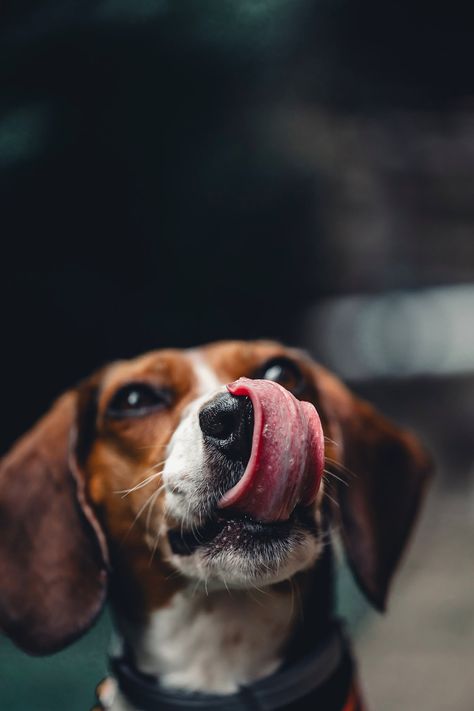 A beagle licking its chops waiting for food Beagle Aesthetic Wallpaper, Beagle Portrait, Lemon Beagle, Beagle Aesthetics, Dog Heaven, Funny Dachshund, Beagle Memes Hilarious, Dog Photography, Dog Portraits