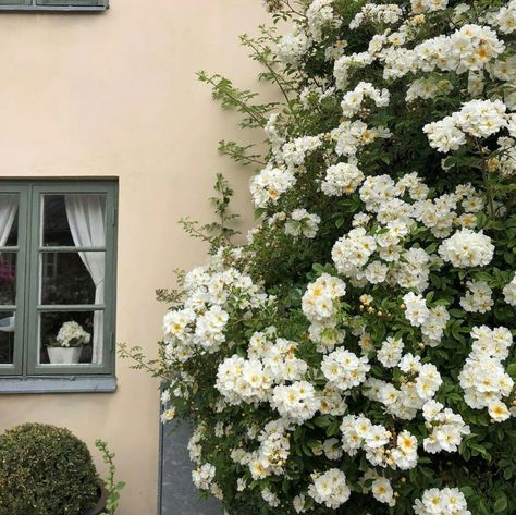 Hydrangeas Aesthetic, Pretty Vacation Spots, White Hydrangeas, Simple Aesthetic, 12 Pm, White Hydrangea, Spring Vibes, Flower Beauty, Flower Market