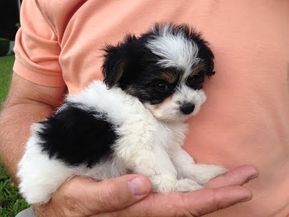 Small Cute Puppies, Morkie Dogs, Biewer Terrier, Biewer Yorkie, Morkie Puppies, Shitzu Puppies, Teacup Yorkie Puppy, Yorkie Puppy For Sale, Yorkie Terrier