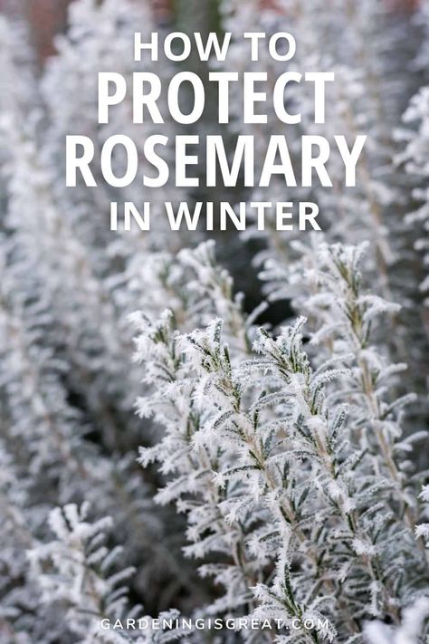 How To Protect Rosemary In Winter - Gardening is Great Rosemary By Your Garden Gate, Is Rosemary A Perennial, Diy Useful Crafts, Prune Rosemary, Rosemary Plant Care, Rosemary Christmas Tree, Winter Herbs, Winter Garden Ideas, Grow Rosemary