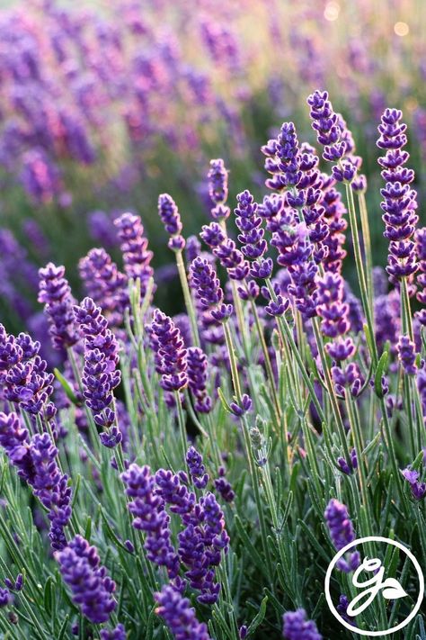 Planting Companions, Spanish Lavender, Park Guell, Spanish Garden, Yucca Plant, Perennial Shrubs, Lavender Plant, Mediterranean Garden, Ornamental Plants