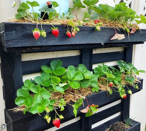 Strawberry Planter Pallet, Small Garden Oasis, Strawberry Planters Diy, Herb Garden Pallet, Pallet Projects Garden, Apartment Privacy, Japanese Bedroom, Strawberry Planters, Strawberry Garden