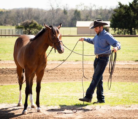 Teaching a Horse To Ground Drive | Horse and Rider Weanling Horse, Foal Training, Driving For Beginners, Horse Training Ground Work, Horse Training Exercises, Training Ideas, Round Pen, Training Exercises, Horse And Rider