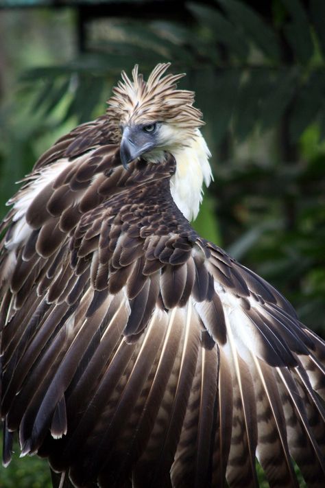 The world’s top 10 most unusual and endangered birds - in pictures Davao Philippines, Monkey Eating, Endangered Birds, Philippine Eagle, Fear Of Flying, Rare Animals, Exotic Birds, Colorful Birds, Endangered Species