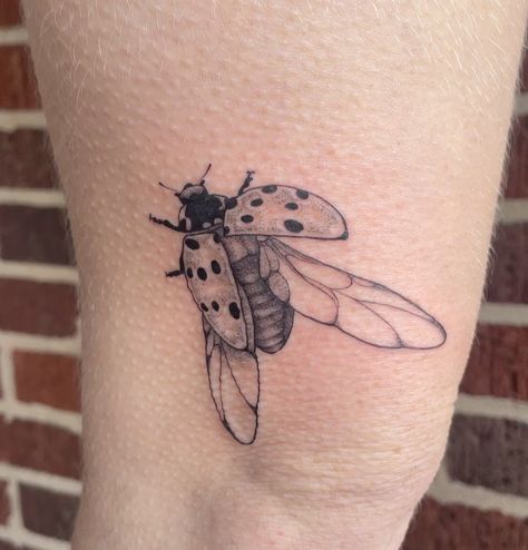 Thank you Kelly! Can you tell it was cold in Atlanta today? These ladybugs are officially retired now. Thank you to everyone who gave them… | Instagram Open Wing Ladybug Tattoo, Ladybug Tattoo Wings Open, Ladybug Tattoo Big, Fine Line Ladybug Tattoo, Lovebug Tattoo, Bugs Tattoo, Nature Lover Tattoo, Ladybug Tattoo, Earthy Tattoos