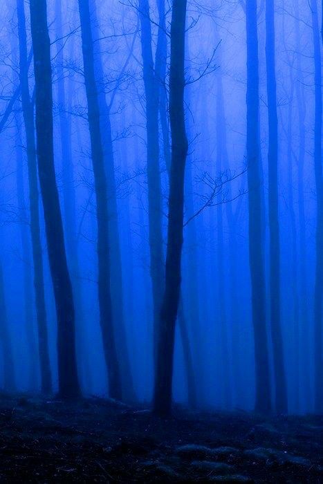 Blue Forest Aesthetic, Photo Bleu, Baba Jaga, Ravenclaw Aesthetic, Blue Aesthetic Dark, Forest Aesthetic, Foggy Forest, Blue Pictures, Blue Forest