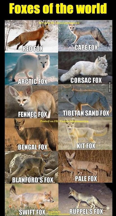 Fox Types, Types Of Foxes, Fox Breeds, Fox Journal, Fox Facts, Swift Fox, Fox Photos, Happy Fox, Fox Pictures