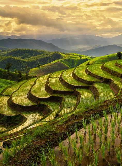 Banaue Rice Terraces, Cao Bang, Rice Field, Beautiful Landscape Photography, Permaculture Gardening, Rice Terraces, Beautiful Places On Earth, Natural Scenery, Countries Around The World