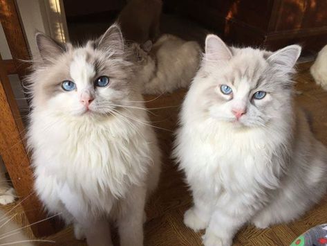 Blue Bicolor Ragdoll, Ragdoll Cat Breed, Cat Breeder, Ragdoll Kitten, Ragdoll Cat, Lynx, Kittens Cutest, Cat Breeds, Cats And Kittens