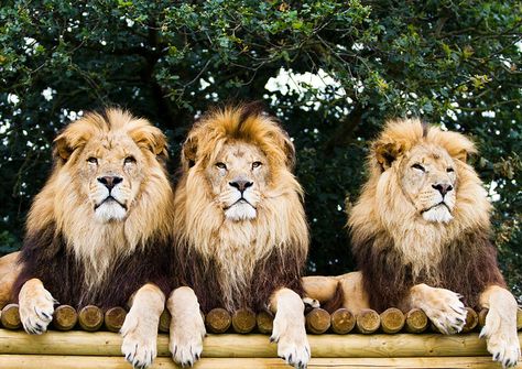 Just chillin'. All lined up and waiting to go into chapter. I hope they're in alphabetical order! @Riley Matsen 3 Lions, We Three Kings, Lion Love, Leo The Lion, Lions And Tigers, Kingdom Animalia, Wild Kingdom, Born To Be Wild, King Of The Jungle