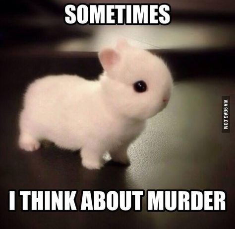 Seriously this is me. Everyone sees me as a baby bunny, but my friends will tell me I'm a psycho. I'm not a psychopath. I'm a high-functioning sociopath. Do your research.