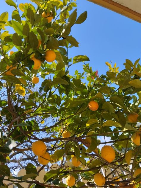 Lemon Tree, Spring Aesthetic, Italian Summer, Summer Feeling, Spring Day, Sunny Day, Farm Life, Aesthetic Photo, Summer Aesthetic