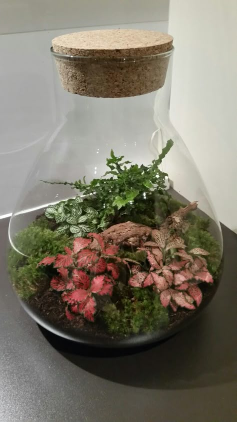 Plant House Aesthetic, Indoor Plant Hacks, Plant Room Aesthetic, Closed Terrarium Plants, Indoor Plants Decor, Closed Terrarium, Plant In Glass, Aesthetic Plant, Indoor Plants Styling