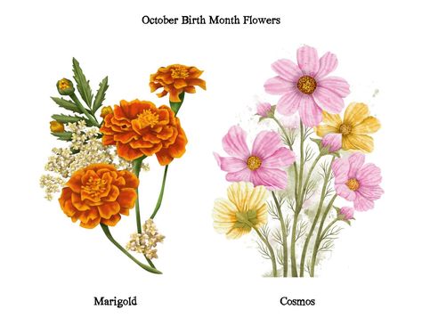 A guide to birth month flowers — Sweetellabella Flower Dictionary, Colorful Tapestry, Wood Christmas Ornaments, Language Of Flowers, Month Flowers, Birth Month Flowers, Just Beautiful, Shades Of White, Water Lily