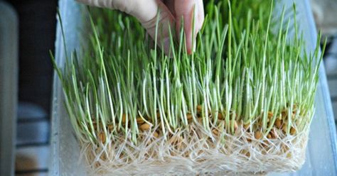 How to Grow Fodder - Growing and Feeding Fodder - Little House Living Growing Fodder, Fodder System, Chickens In The Winter, Livestock Feed, Wheat Berries, Garden Compost, Chicken Feed, Backyard Farming, Wheat Grass