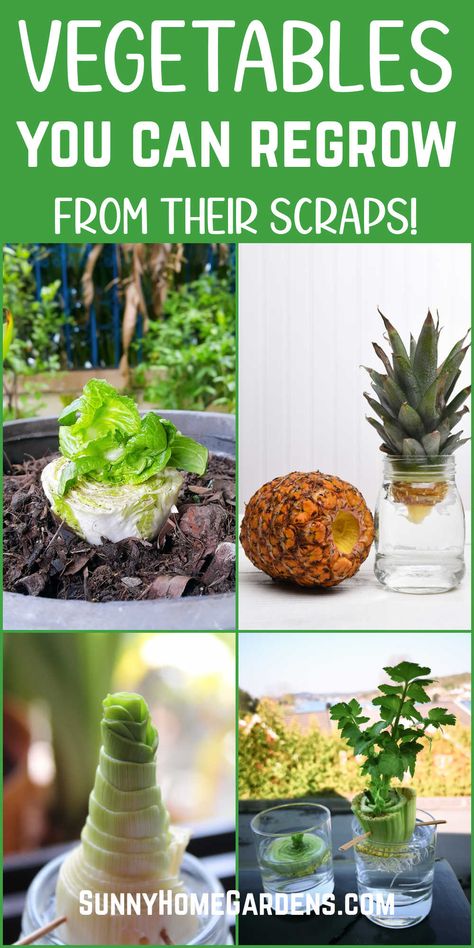 Replanting Vegetable Scraps, Vegetables That Regrow Themselves, Regrow Zucchini From Scraps, Vegetables You Can Grow Indoors, How To Grow Cabbage From Scraps, Regrow Celery From Scraps, Regrow Lettuce From Scraps, Planting From Scraps, Organized Garden Layout