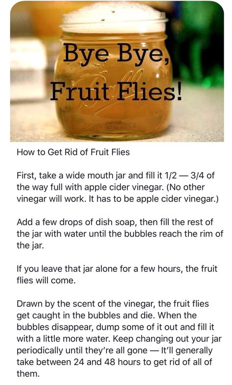 Fruit Fly Spray, Diy Bug Spray, Flea Repellent, Natural Bug Spray, Fly Spray, Fruit Fly, Fruit Flies, Bug Spray, Pest Control