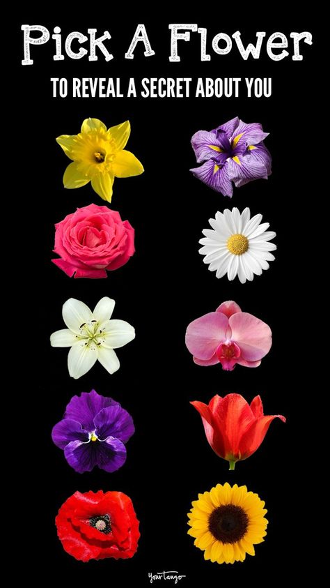 Personality Type Quiz, Personality Tests, Personality Psychology, Flower Meanings, Daffodil Flower, Myers Briggs Type, Unusual Flowers, Personality Test, Personality Type