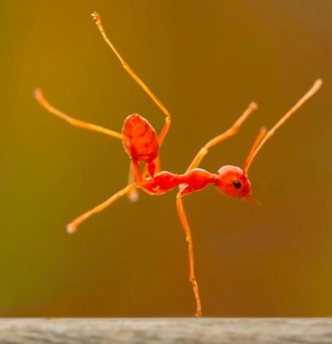 A fire ant doing One Handed Tree Pose. {Eka Hasta Vrksasana} {Animals Doing Yoga} Fire Ants, Insect Tattoo, Beautiful Bugs, Creepy Crawlies, Arthropods, Pictures Of The Week, Bugs And Insects, Break Dance, Handstand